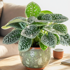 Primula de Cap - Streptocarpus 'Pretty Turtle' - Înălţime 25-35cm - ⌀13cm