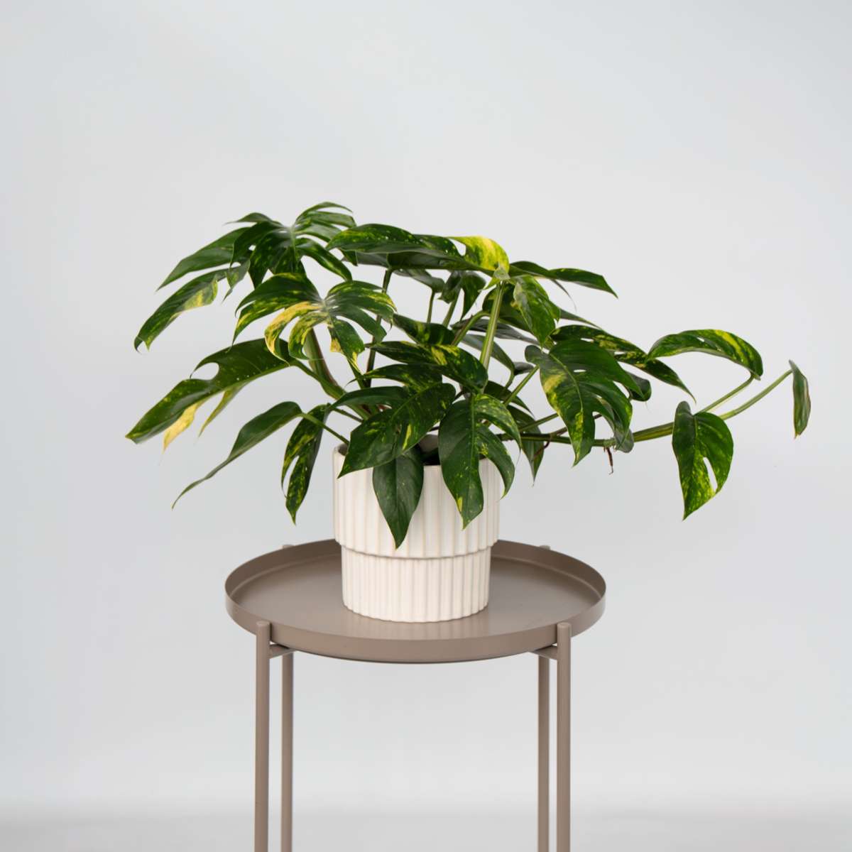 Epipremnum 'Goldfinger' - Epipremnum pinnatum - Înălțime 25-35cm - ø17cm