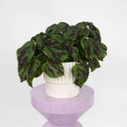 Coleus - Coleus Tiger - Înălțime 25-35cm - ø17cm