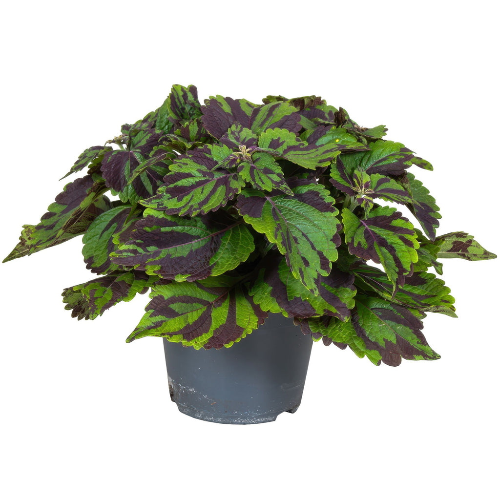 Coleus - Coleus Tiger - Înălțime 25-35cm - ø17cm
