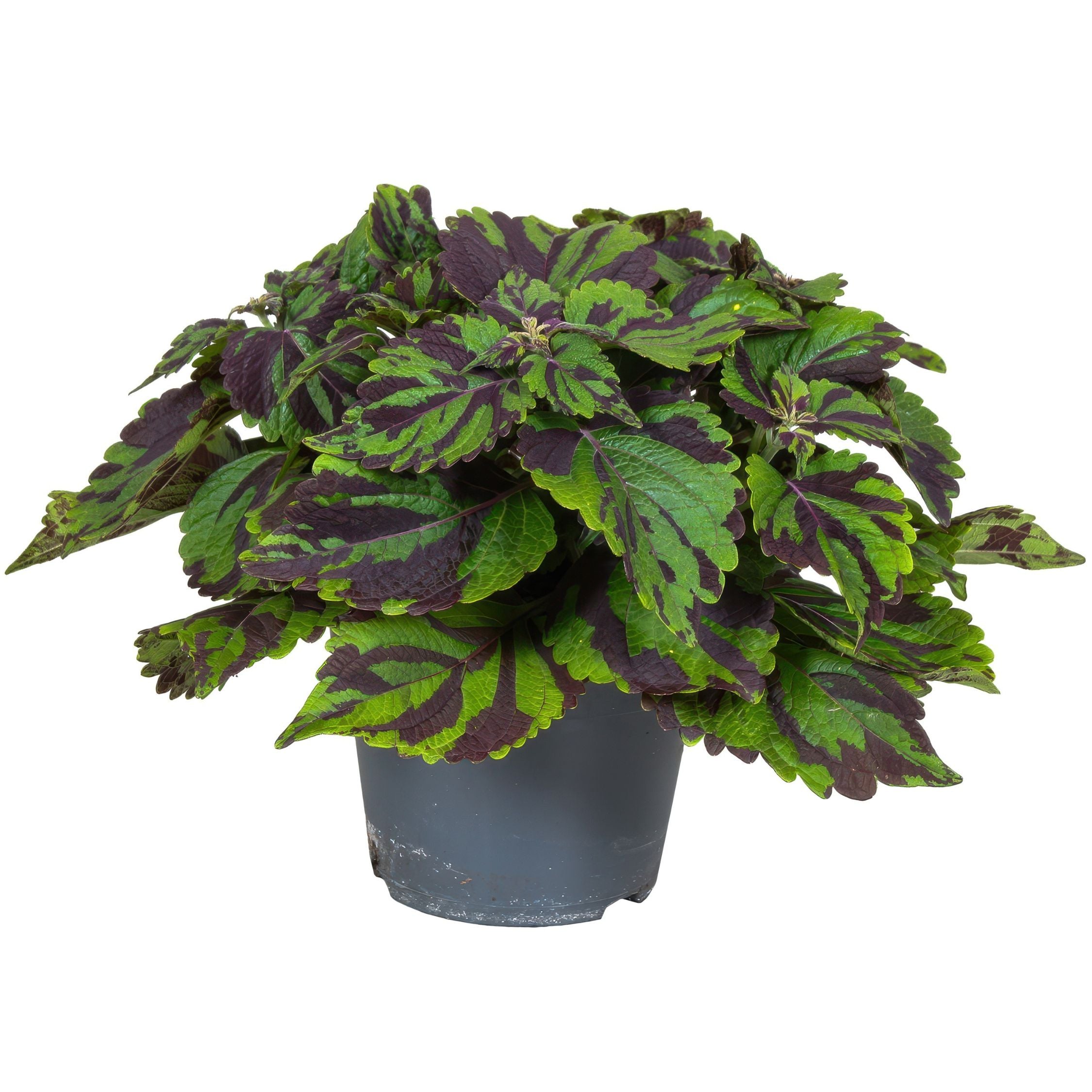 Coleus - Coleus Tiger - Înălțime 25-35cm - ø17cm
