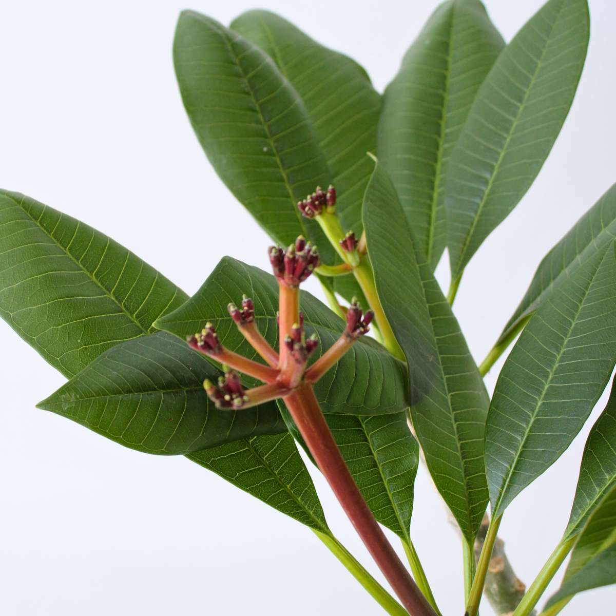 Frangipani - Plumeria rubra 'Alb' - Înălţime 55-70cm - ⌀17cm