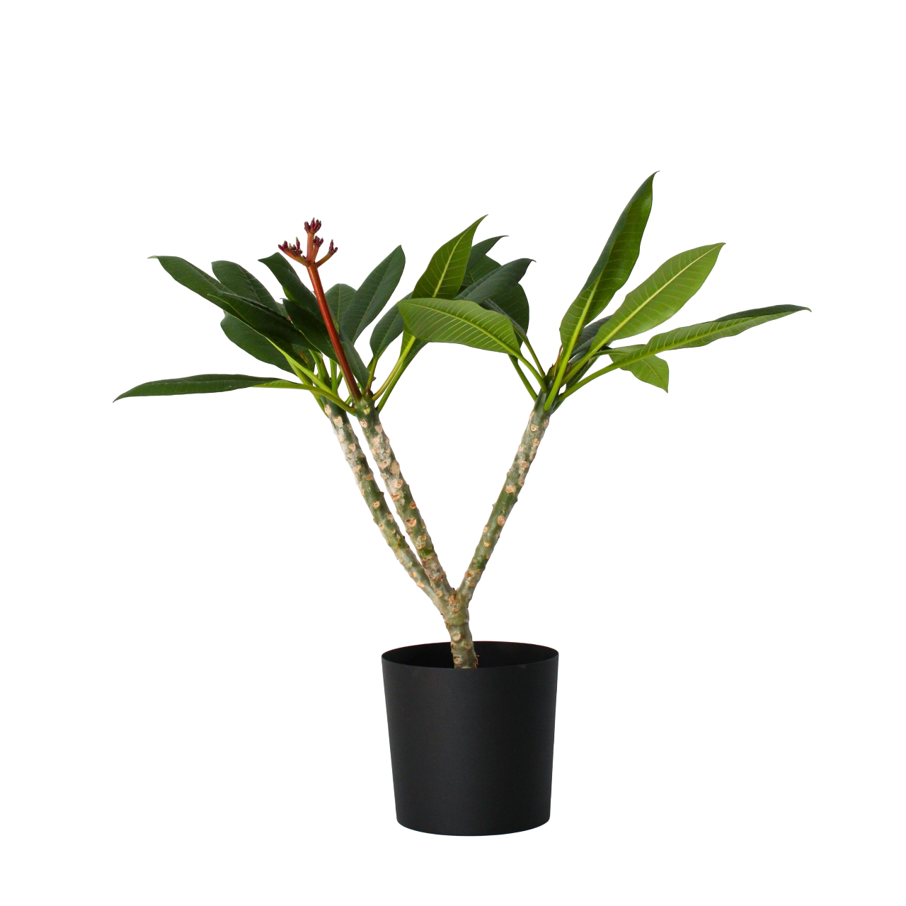 Frangipani - Plumeria rubra 'Alb' - Înălţime 55-70cm - ⌀17cm