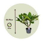 Frangipani - Plumeria rubra 'Alb' - Înălţime 55-70cm - ⌀17cm
