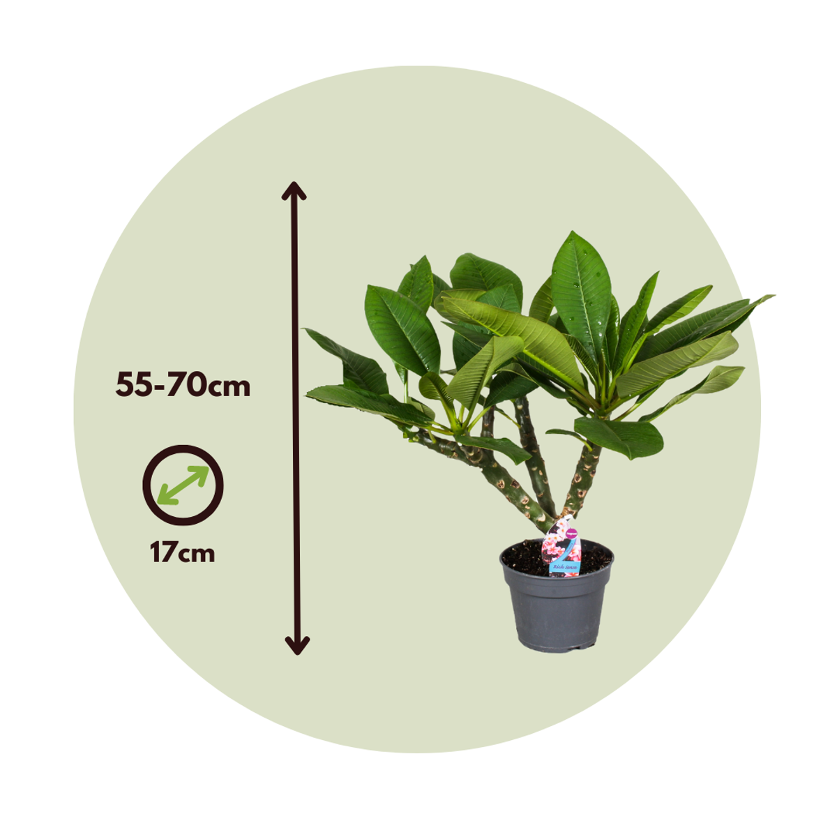Frangipani - Plumeria rubra 'Alb' - Înălţime 55-70cm - ⌀17cm