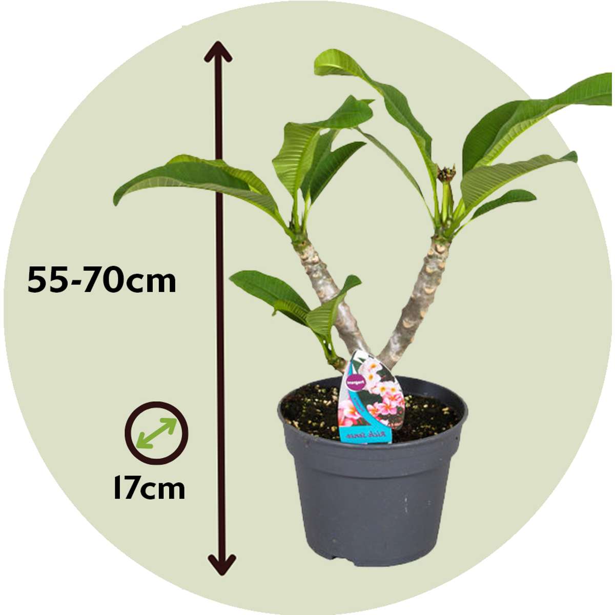 Frangipani - Plumeria rubra 'Roz' - Înălţime 55-70cm - ⌀17cm