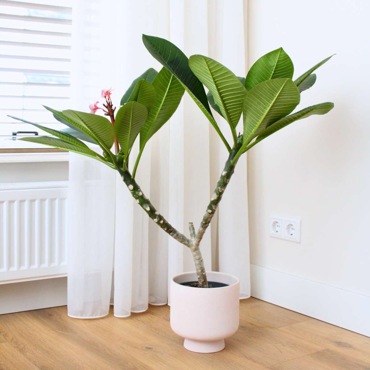 Frangipani - Plumeria rubra 'Alb' - Înălţime 55-70cm - ⌀17cm