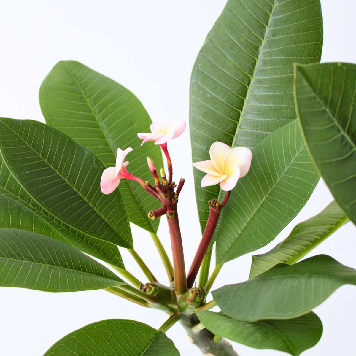 Frangipani - Plumeria rubra 'Roz' - Înălţime 55-70cm - ⌀17cm