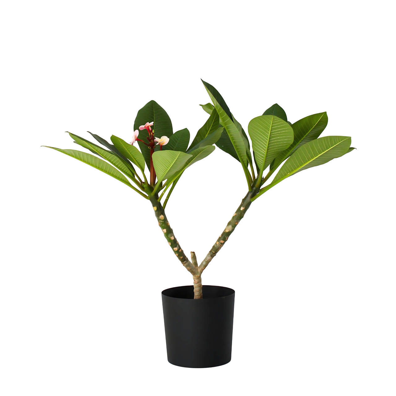 Frangipani - Plumeria rubra 'Roz' - Înălţime 55-70cm - ⌀17cm
