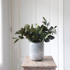 Eucalipt - Eucalyptus stuartiana - Flori uscate - Verde