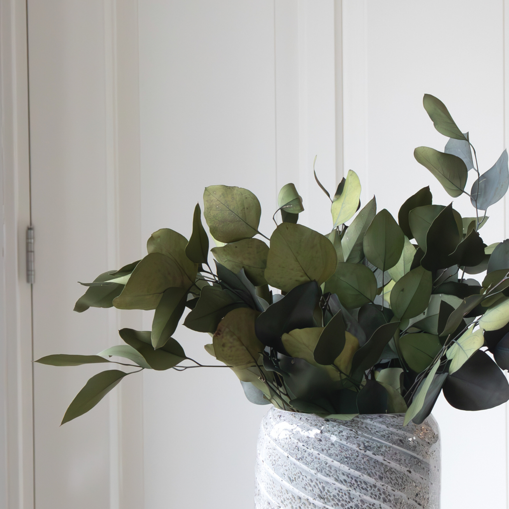 Eucalipt - Eucalyptus stuartiana - Flori uscate - Verde