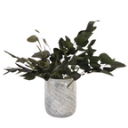 Eucalipt - Eucalyptus stuartiana - Flori uscate - Verde