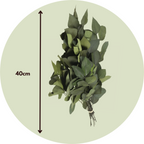 Eucalipt - Eucalyptus stuartiana - Flori uscate - Verde