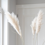 Flori uscate - 5 buc - Dryflower 'Cortaderia Plum' - Flori uscate