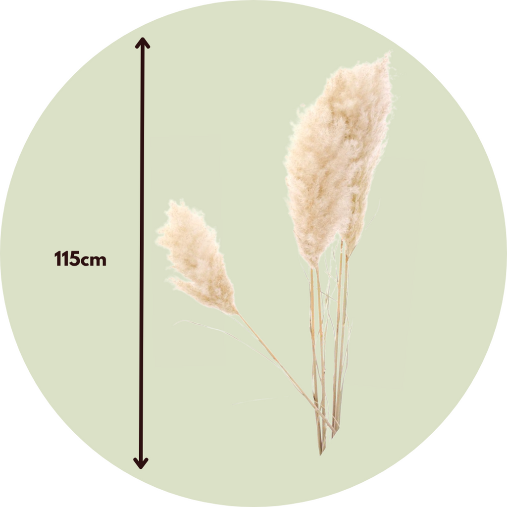 Flori uscate - 5 buc - Dryflower 'Cortaderia Plum' - Flori uscate