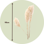 Flori uscate - 5 buc - Dryflower 'Cortaderia Plum' - Flori uscate