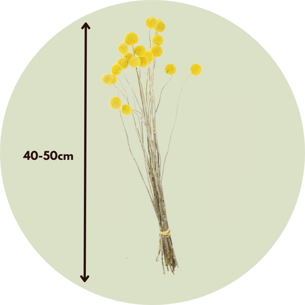 Flori uscate - Bouquet 'Craspedia natural yellow' - Buchet - Galben