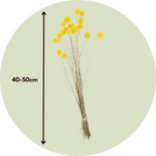 Flori uscate - Bouquet 'Craspedia natural yellow' - Buchet - Galben