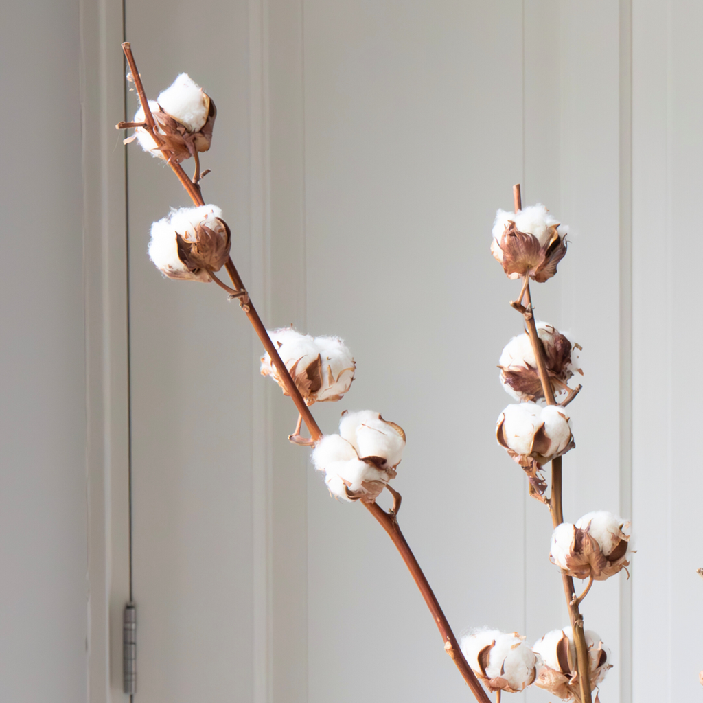 Flori uscate - 3 buc - Bouquet 'Cotton branch' - Flori uscate - Alb