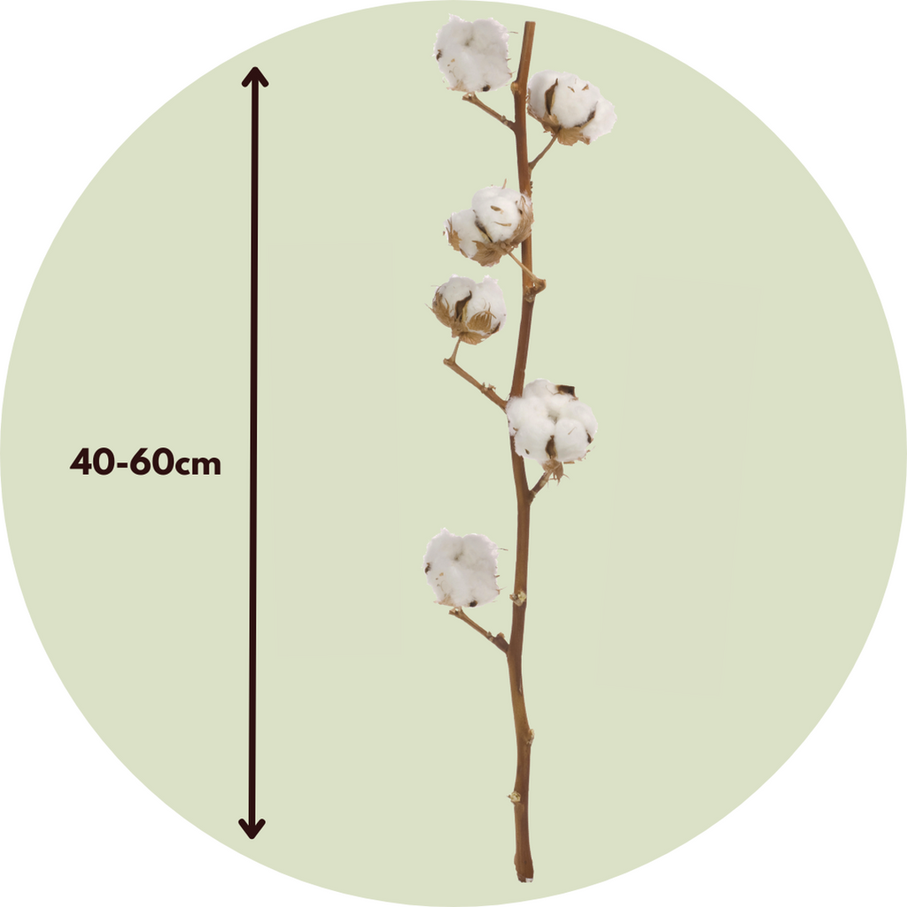 Flori uscate - 3 buc - Bouquet 'Cotton branch' - Flori uscate - Alb