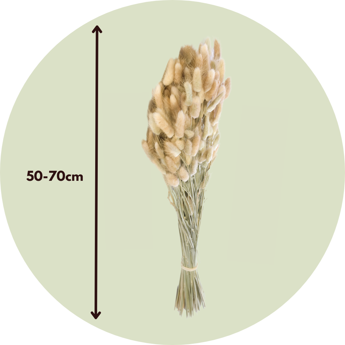 Flori uscate - Bouquet 'Lagurus Bunny Ears' - Buchet