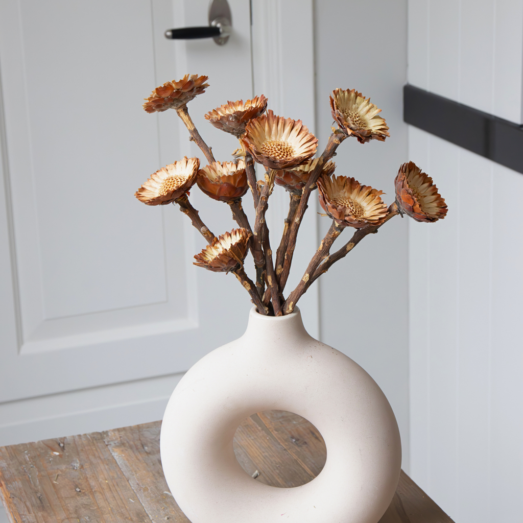 Flori uscate - 10 buc - Bouquet 'Protea Compacta' - Flori uscate