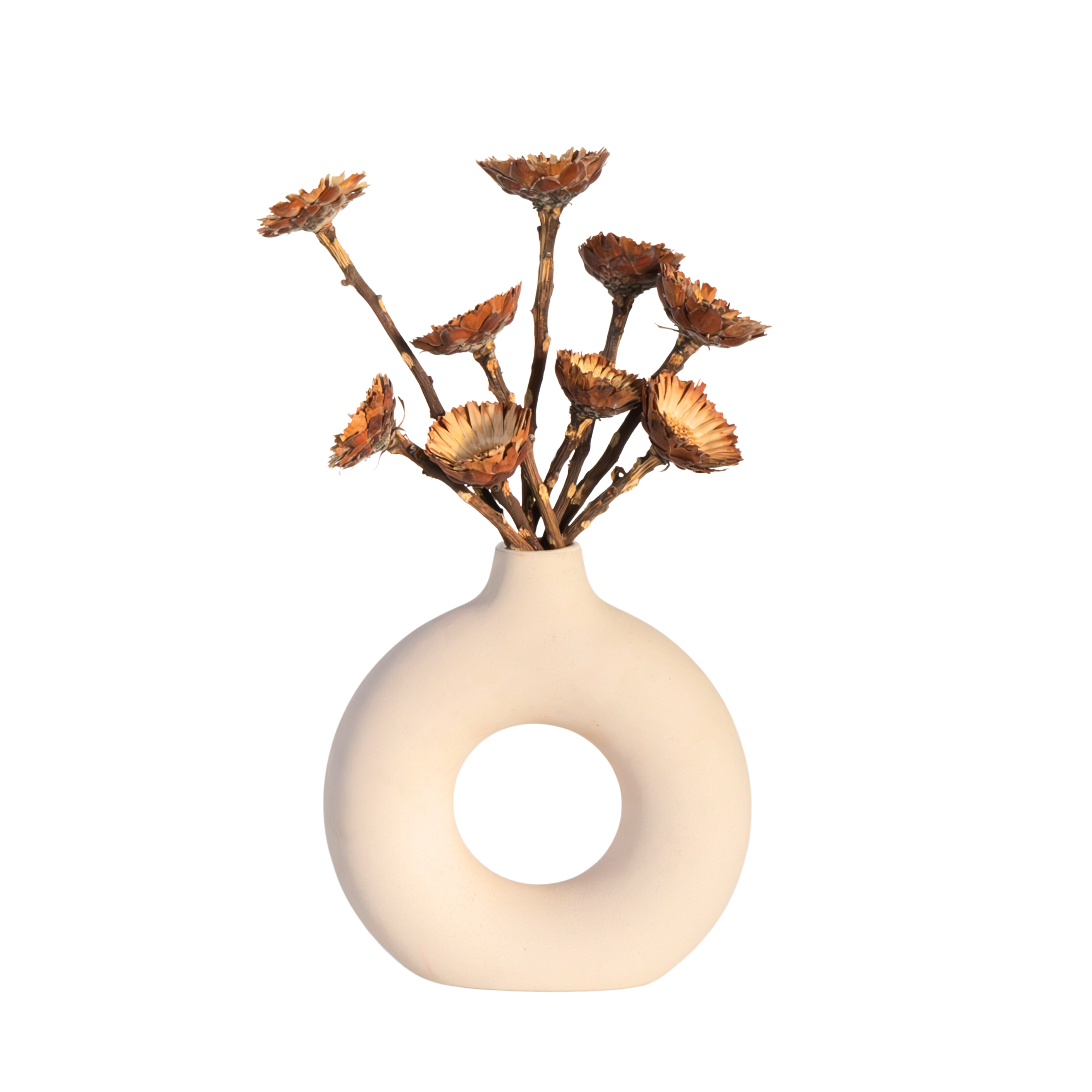 Flori uscate - 10 buc - Bouquet 'Protea Compacta' - Flori uscate