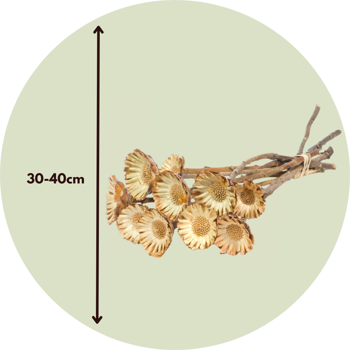 Flori uscate - 10 buc - Bouquet 'Protea Compacta' - Flori uscate