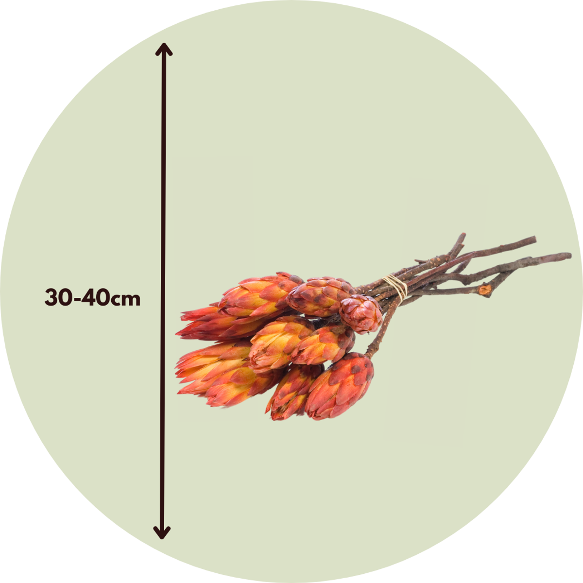 Flori uscate - 5 buc - Bouquet 'Protea Pendula Red' - Flori uscate