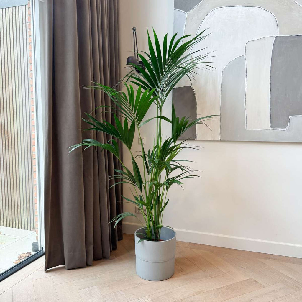 Palmier Kentia - Howea forsteriana - Înălţime 150-170cm - ⌀24cm