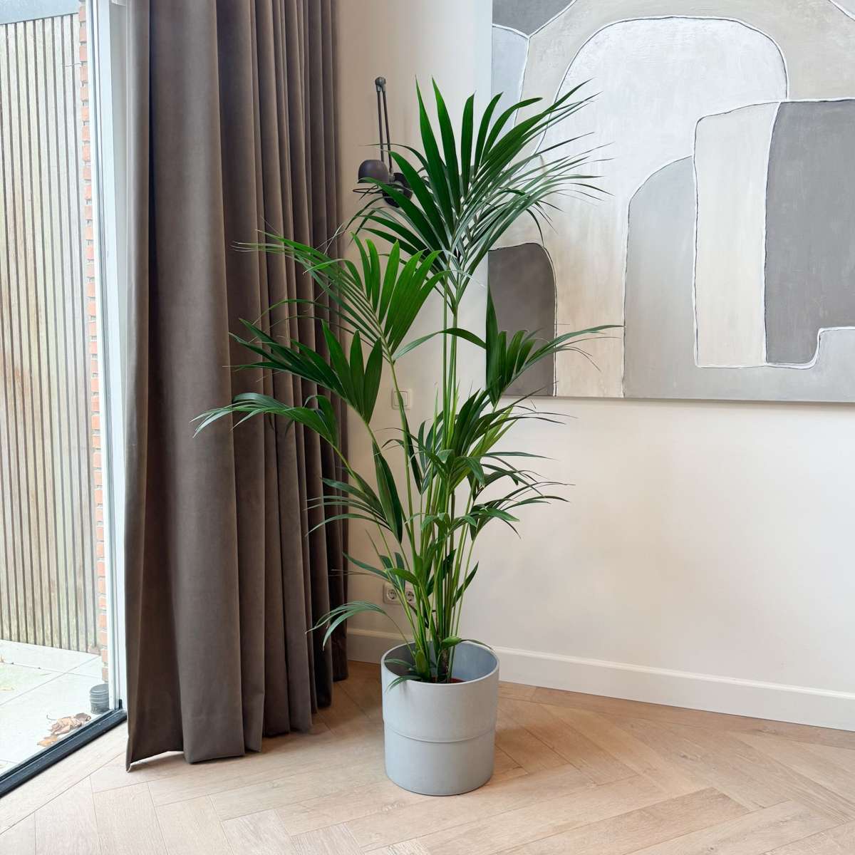 Palmier Kentia - Howea forsteriana - Înălţime 150-170cm - ⌀24cm