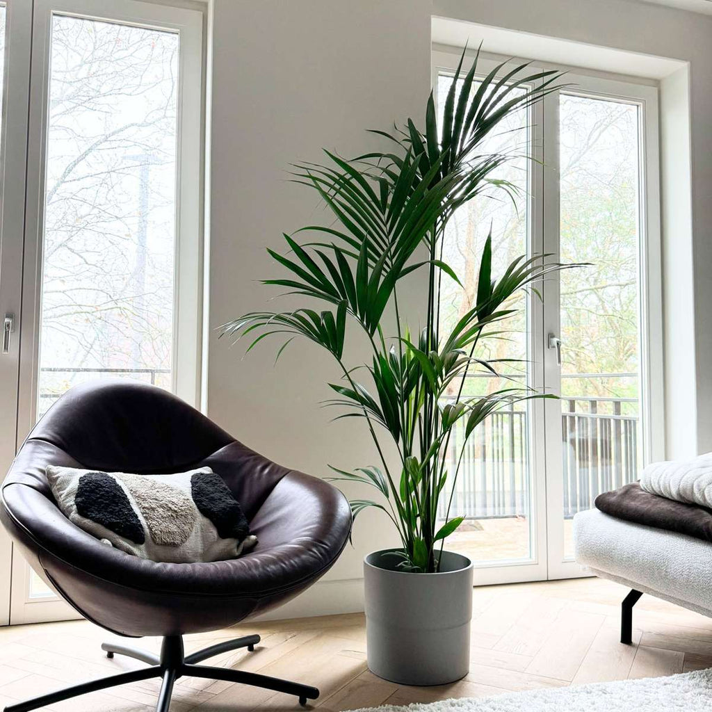 Palmier Kentia - Howea forsteriana - Înălţime 150-170cm - ⌀24cm