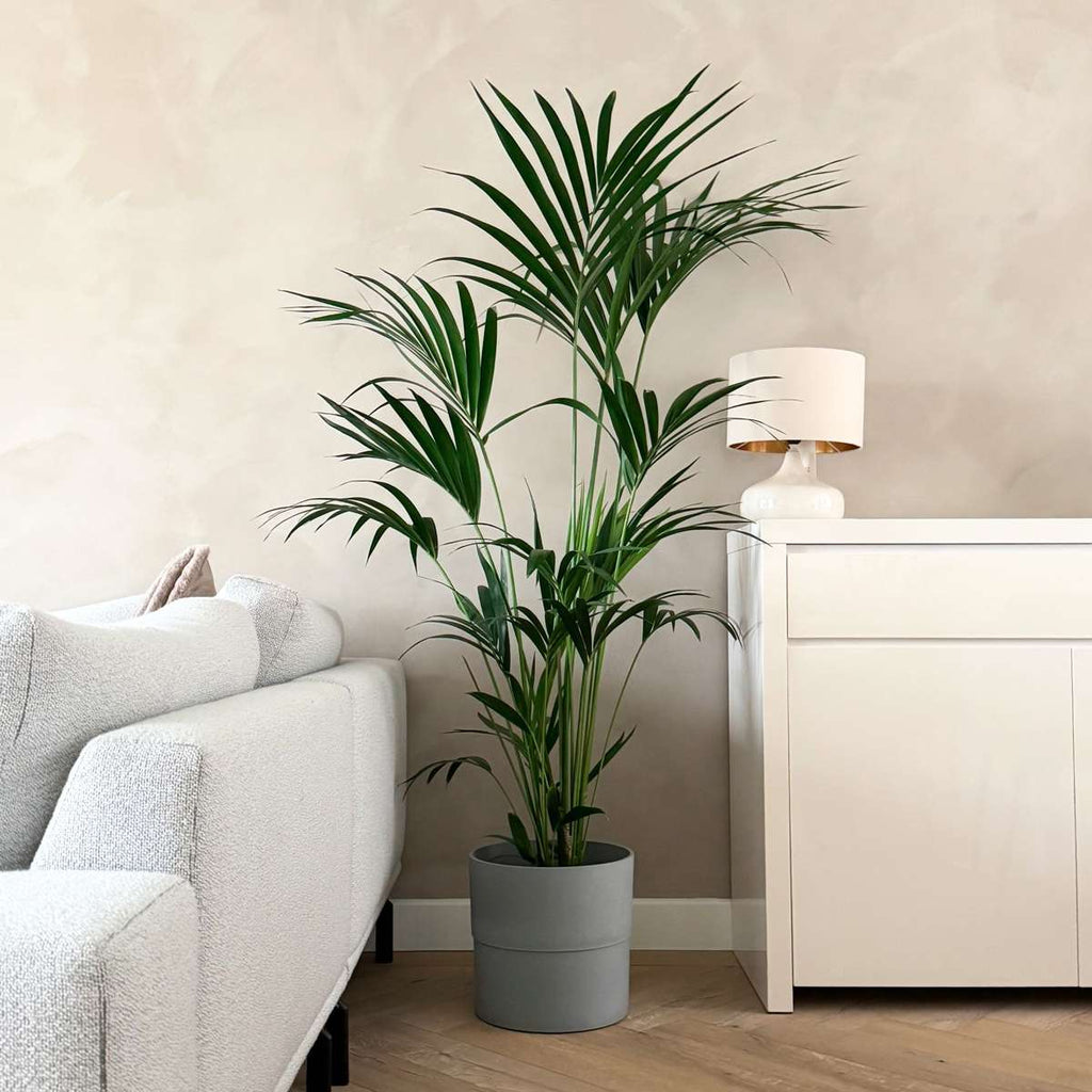 Palmier Kentia - Howea forsteriana - Înălţime 150-170cm - ⌀24cm