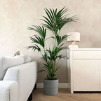 Palmier Kentia - Howea forsteriana - Înălţime 150-170cm - ⌀24cm