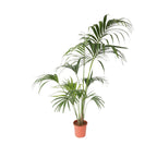 Palmier Kentia - Howea forsteriana - Înălţime 150-170cm - ⌀24cm