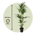 Palmier Kentia - Howea forsteriana - Înălţime 150-170cm - ⌀24cm