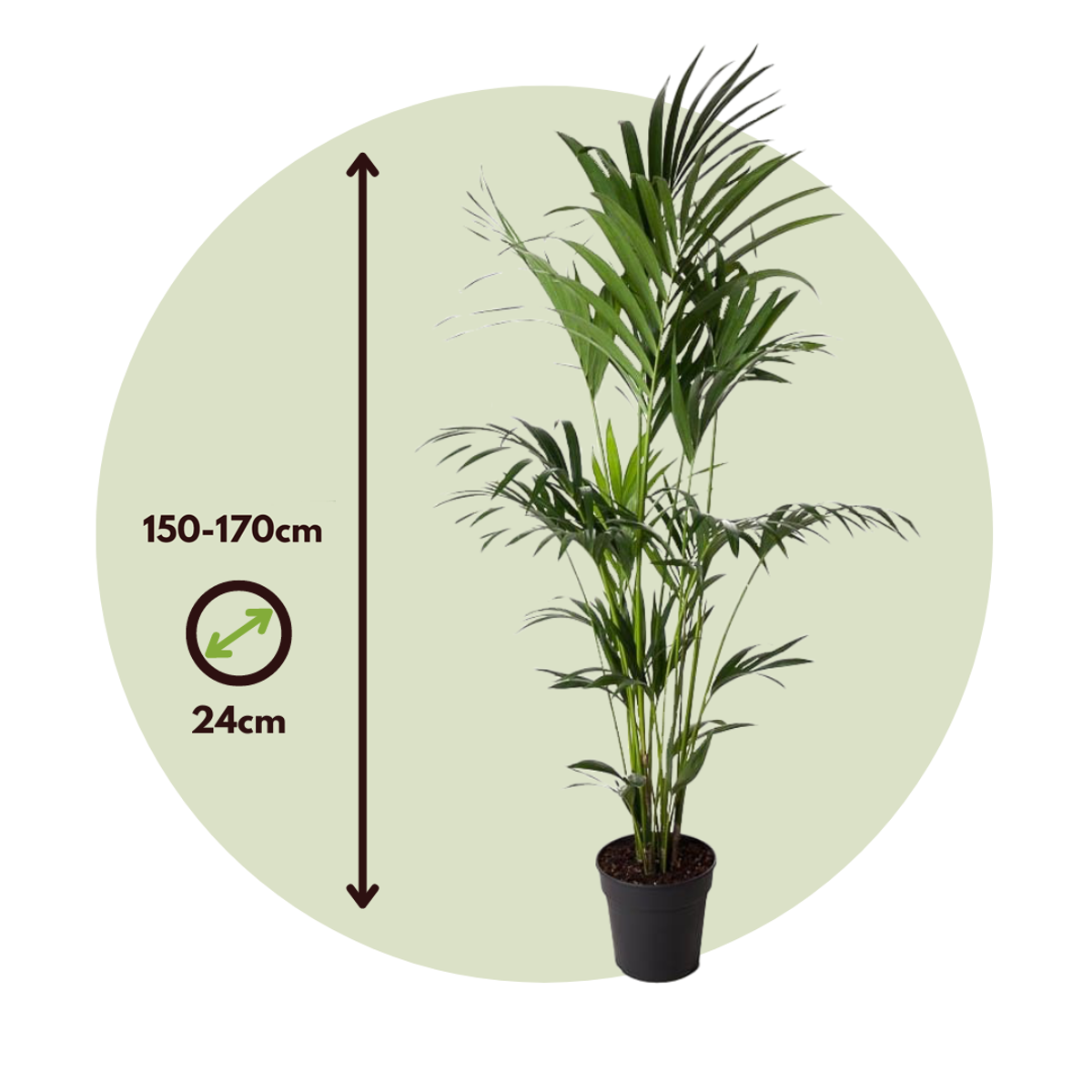 Palmier Kentia - Howea forsteriana - Înălţime 150-170cm - ⌀24cm