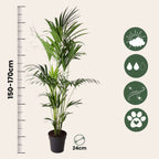 Palmier Kentia - Howea forsteriana - Înălţime 150-170cm - ⌀24cm