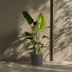 Planta păsării paradisului - Strelitzia nicolai - Înălţime 150-170cm - ⌀28cm