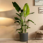 Planta păsării paradisului - Strelitzia nicolai - Înălţime 150-170cm - ⌀28cm
