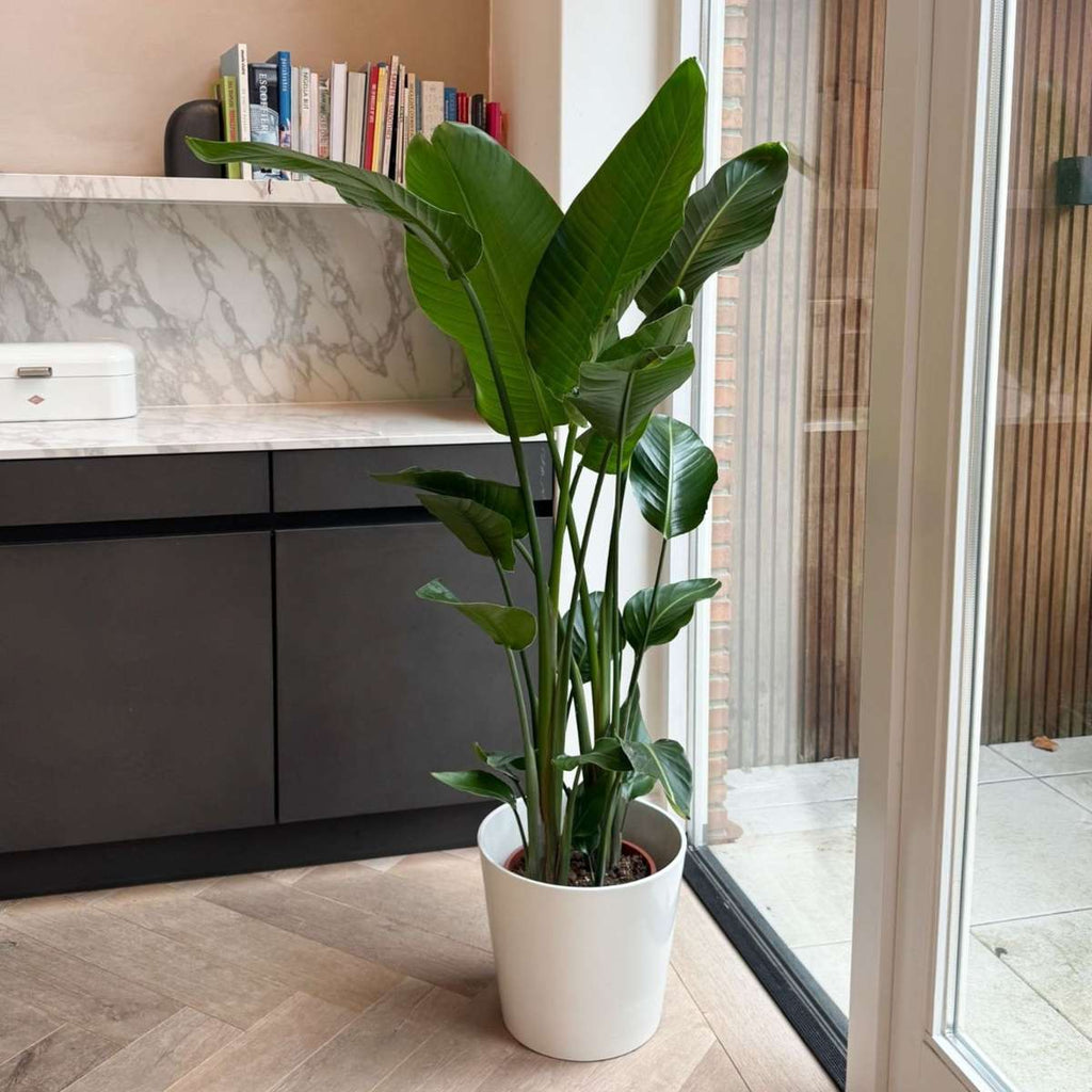Planta păsării paradisului - Strelitzia nicolai - Înălţime 150-170cm - ⌀28cm