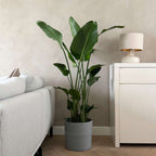 Planta păsării paradisului - Strelitzia nicolai - Înălţime 150-170cm - ⌀28cm