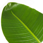 Planta păsării paradisului - Strelitzia nicolai - Înălţime 150-170cm - ⌀28cm