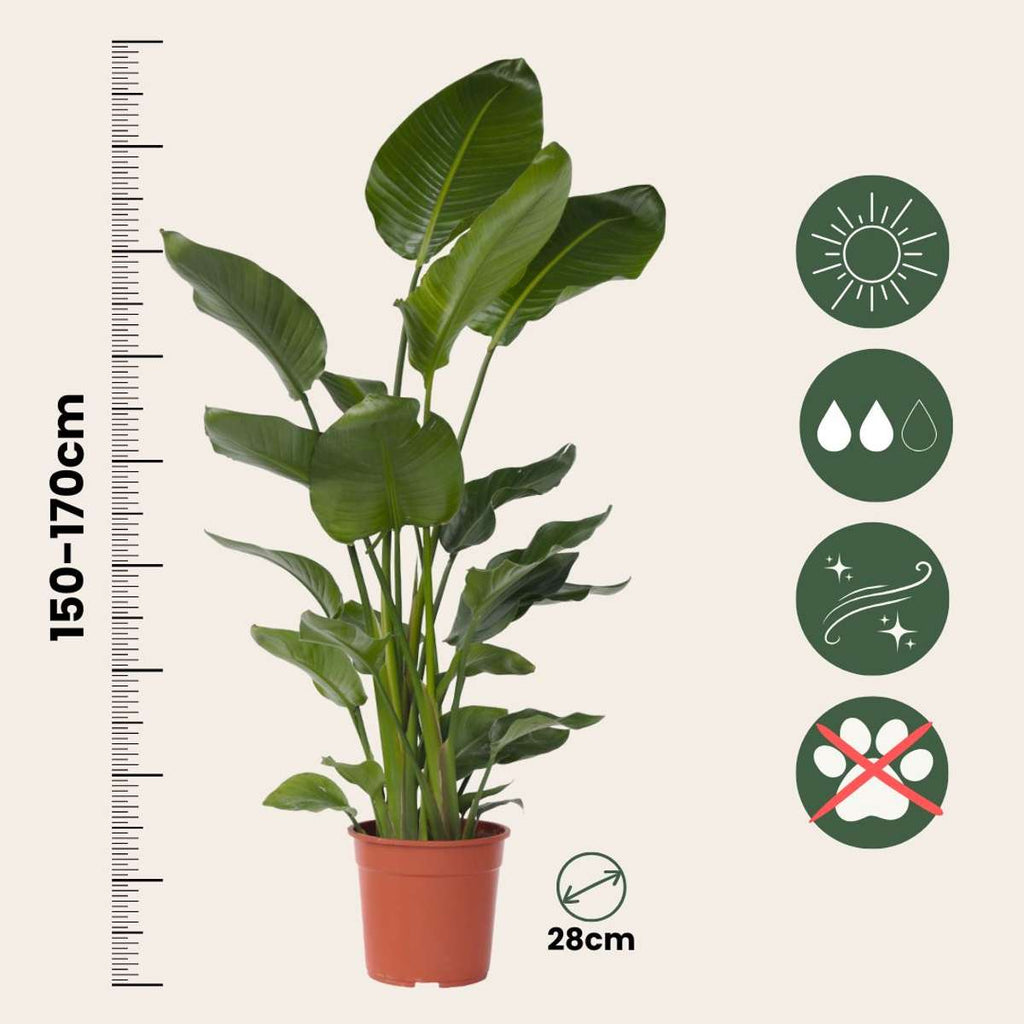 Planta păsării paradisului - Strelitzia nicolai - Înălţime 150-170cm - ⌀28cm