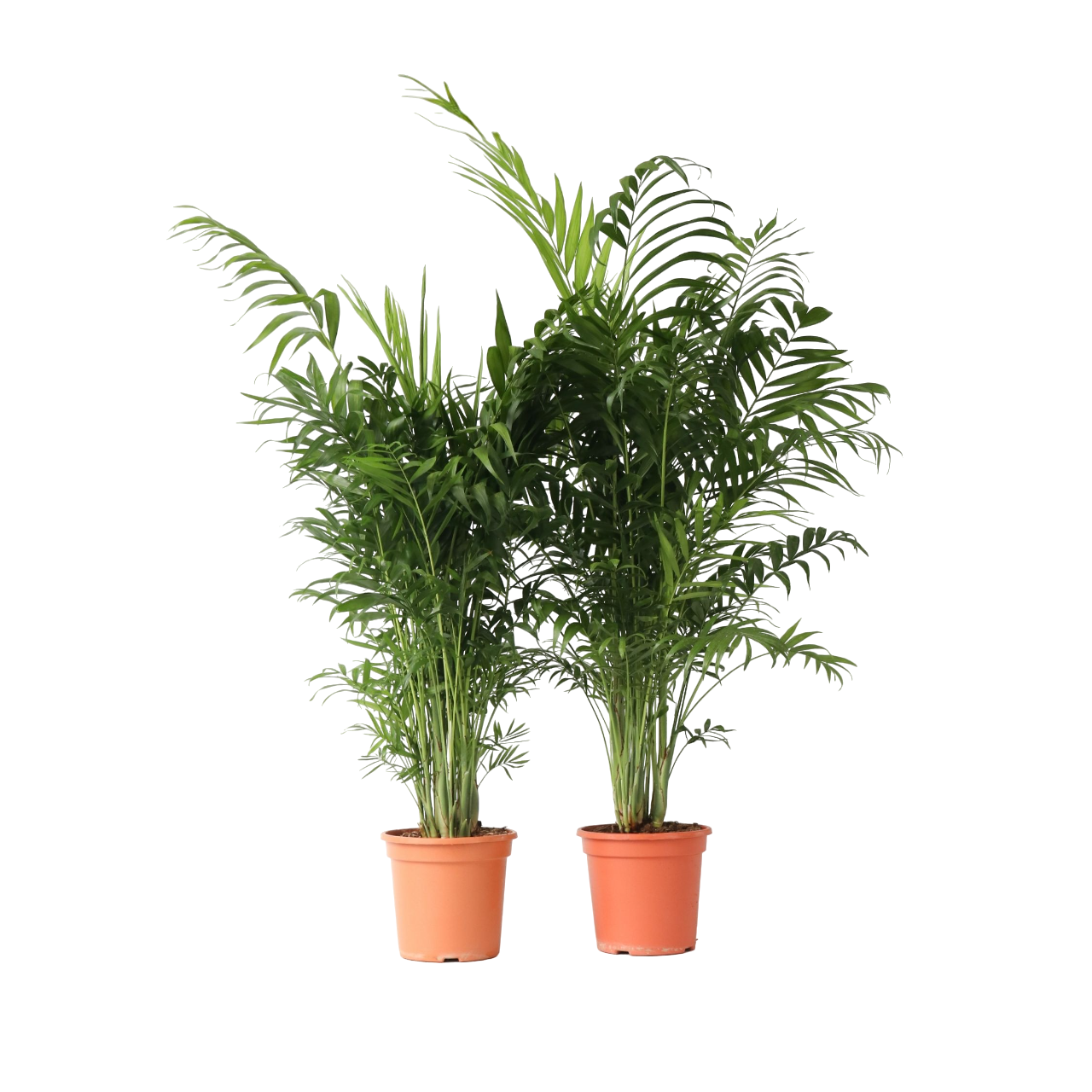 Palmier pitic - 2 buc - Chamaedorea elegans - Înălţime 80-90cm - ⌀20cm