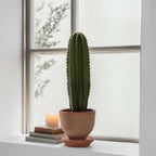 Cactus copacul candelabru - Euphorbia ingens - Înălţime 40-50cm - ⌀18cm