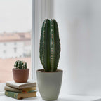 Cactus copacul candelabru - Euphorbia ingens - Înălţime 40-50cm - ⌀18cm