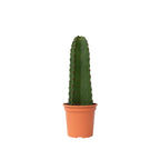 Cactus copacul candelabru - Euphorbia ingens - Înălţime 40-50cm - ⌀18cm