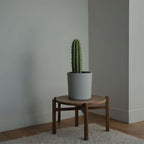 Cactus copacul candelabru - 2 buc - Euphorbia ingens - Înălţime 40-50cm - ⌀18cm