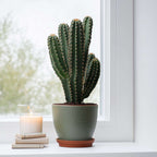 Cactus copacul candelabru - Euphorbia ingens - Înălţime 85-95cm - ⌀24cm